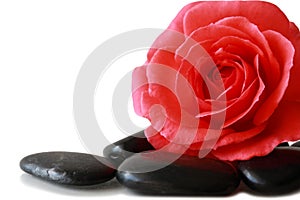 Rose and Pebble