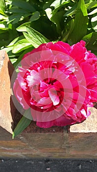 Rose peonia photo