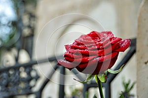 Rose in Pere Lachaise Cemetery, Paris, France