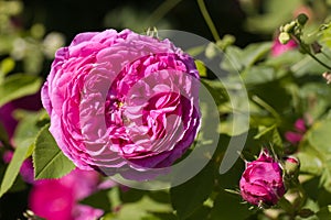 A Rose - perennial flower shrub vine of genus Rosa