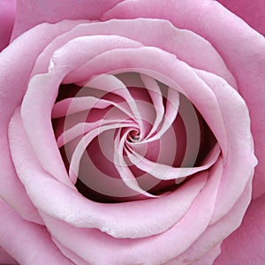 Rose Perfect Spiral photo