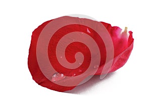 Rose petal photo