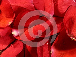 Rose petal background