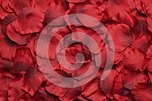 Rose petal background