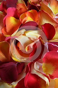 Rose petal background