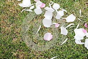 Rose petal on green grass