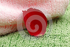 Rose petal on pink and green coloured towel