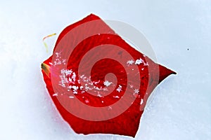 Rose petal in the snow