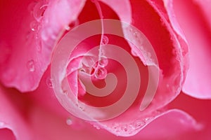 Rose petal with water drops