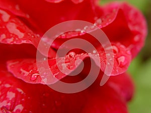 Rose Petal Water Drops