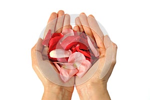 Rose petals 1