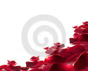 Rose petals