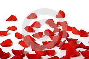 Rose petals photo