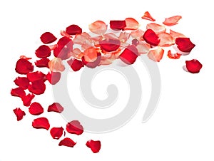 Rose petals