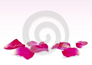 Rose petals