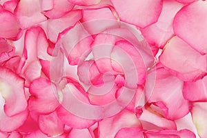 Rose petals