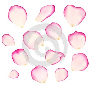 Rose petals