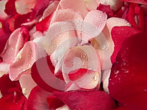 Rose Petals