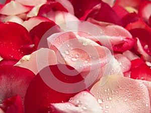 Rose Petals