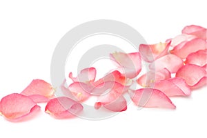 Rose petals photo