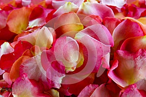 Rose Petals