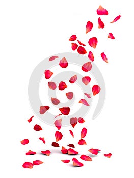 Rose Petals photo