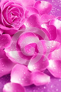Rose and Petals