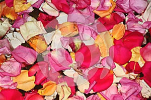 Rose petals