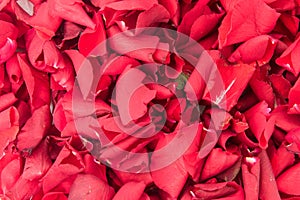 Rose Petals background