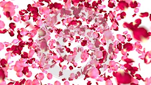 Rose petals background