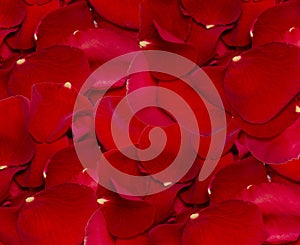 Rose Petals Background