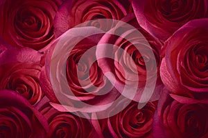 Rose Petals Background