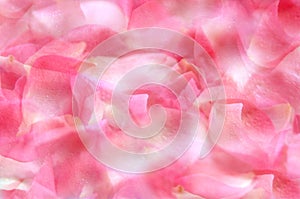 Rose Petals background