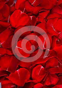 Rose Petals Background