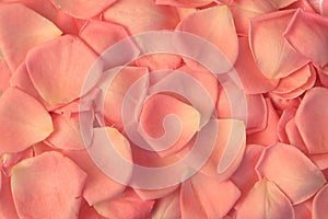 Rose petals background