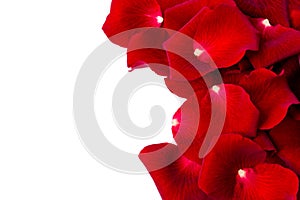 Rose petals background