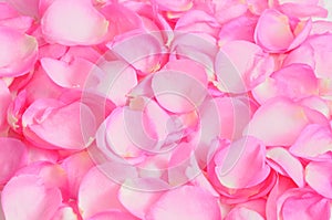 Rose petals background