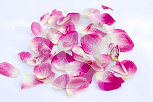 Rose petals background