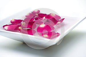 Rose Petals in Bowl