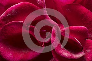 Rose petals. Detail close up. Macro photography