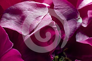 Rose petals. Detail close up. Macro photography