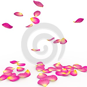 Rose petals fall to the floor photo