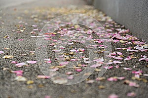 Rose petals on the road. Slovakia