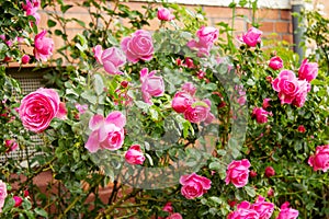 Rose petals with the famous Rosa Centifolia Foliacea, the Provence Rose photo