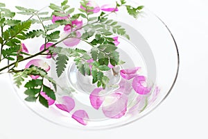 Rose petals and fern