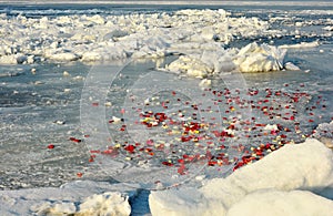 Rose petals on floating ice floes during an ice drift on the Volga River in spring.