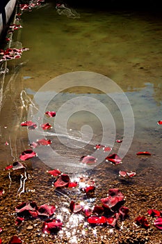 Rose Petals Floating To Shore With Ashes