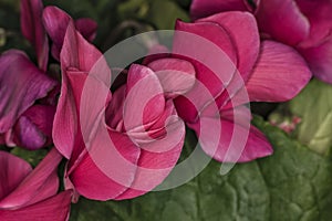 Rose petals of flower in detail