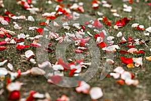 Rose petals on the grass after wedding ceremony