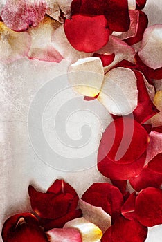 Rose Petals Grunge Background